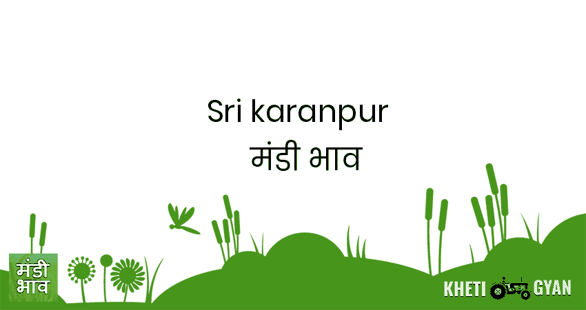 Sri Karanpur मंडी भाव की ताज़ा तस्वीर